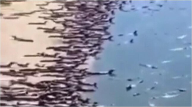 Large number of reptiles spotted on Brazil beach in viral video. Internet reacts