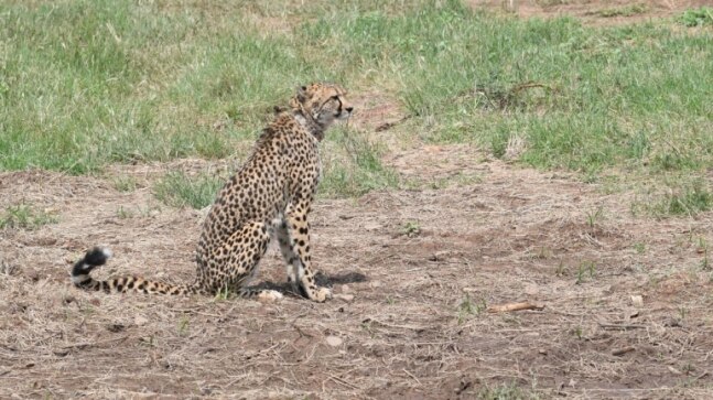 Cheetahs once roared in India's Pink City Jaipur: Read to know more
