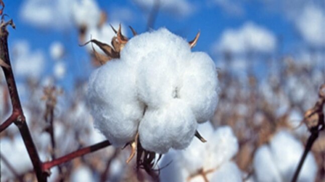 Pakistan yet to decide on lifting of ban on cotton import from India - Vimarsana News