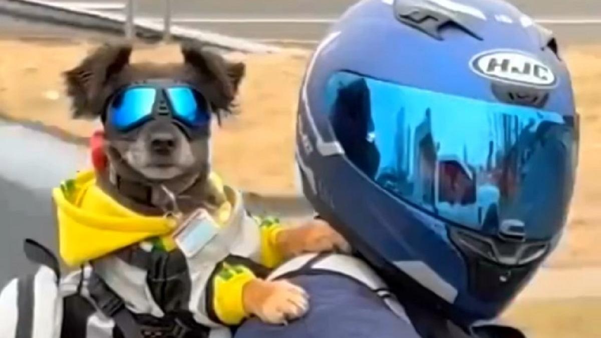 Dog on store bike with helmet