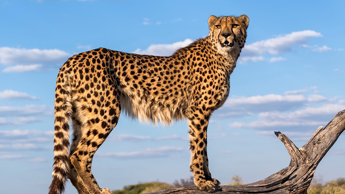 Why details of the cheetahs coming to India are crucial for success of the introduction programme