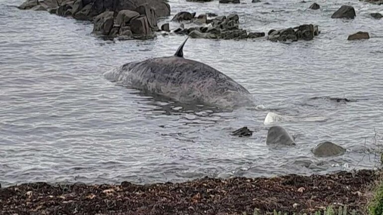14 sperm whales found dead on Australian island - World News