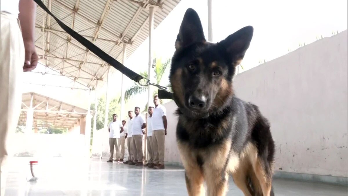 Super Sniffer dog squad to keep eye on cheetahs at Kuno National Park in Madhya Pradesh