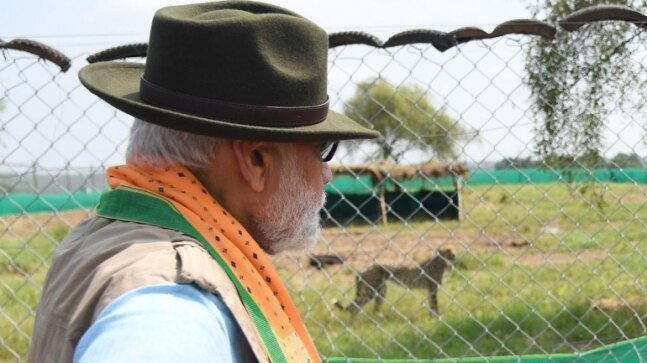 PM Modi releases 8 cheetahs in MP’s Kuno National Park on his birthday | Watch