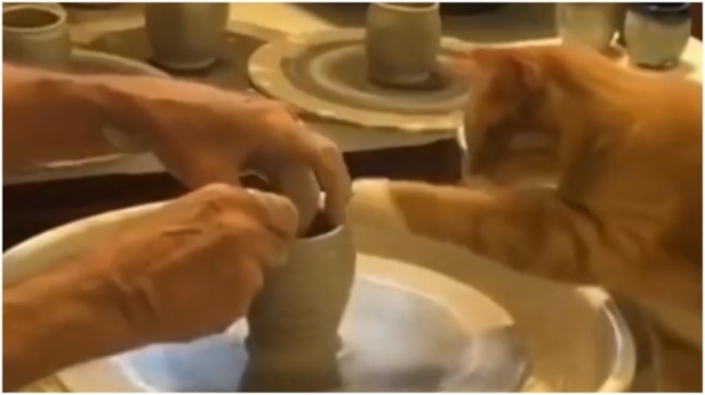 Man gets a 'helping paw' from a cat while making pots. Viral video will melt your heart