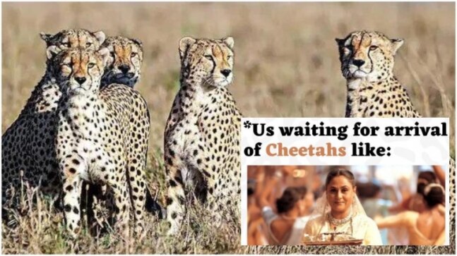 'It's time to roar': How Twitter is celebrating as cheetahs set to return to India after 70 years