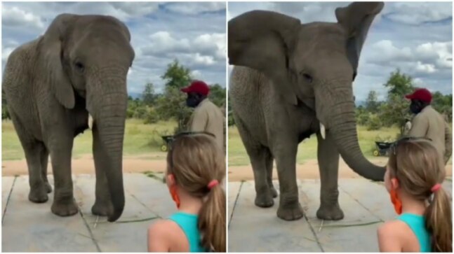 Elephant imitates little girl’s dance in the cutest way. Viral video delights netizens