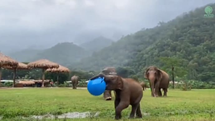 Baby elephant has a gala time playing with massive blue ball