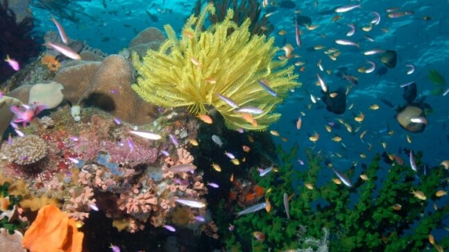 When life began and then suddenly ended in Earth's oceans - Vimarsana News