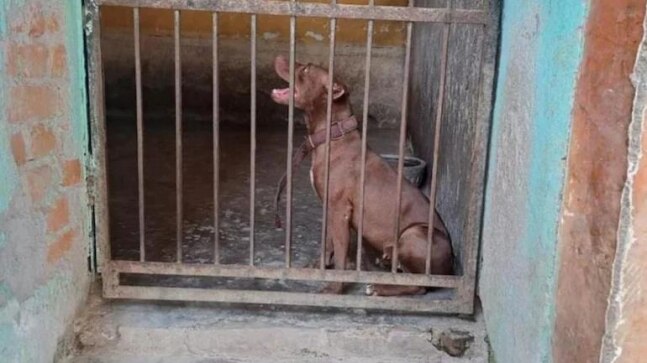Pitbull owners abandoning them after Lucknow attack case: Noida NGO - Vimarsana News