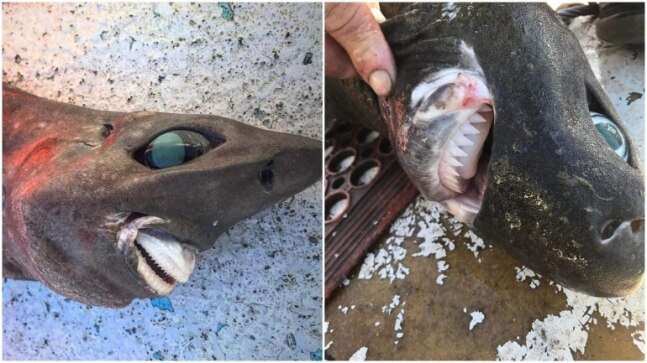 Australian fisherman shares pic of oddly scary deep sea shark