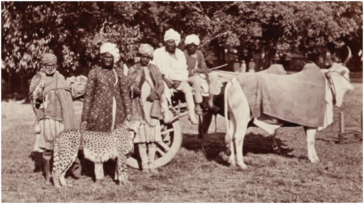 IFS officer’s Twitter thread about how cheetahs went extinct in India