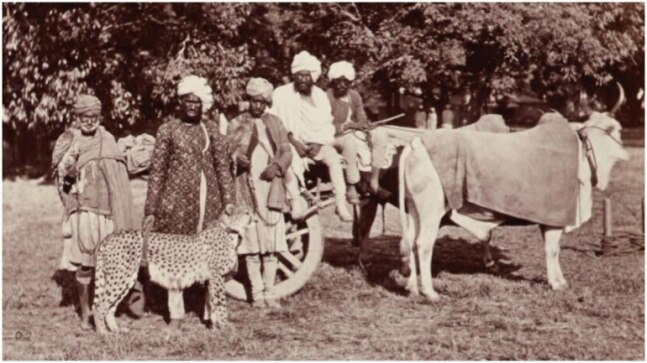 IFS officer’s Twitter thread about how cheetahs went extinct in India goes viral