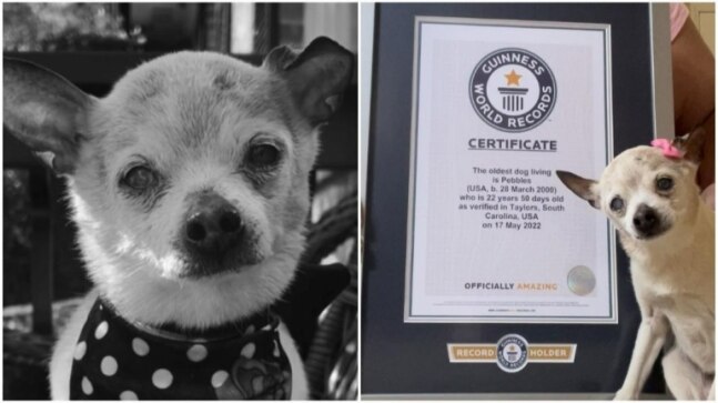 Guinness record holder Pebbles, world's oldest dog, dies at 22