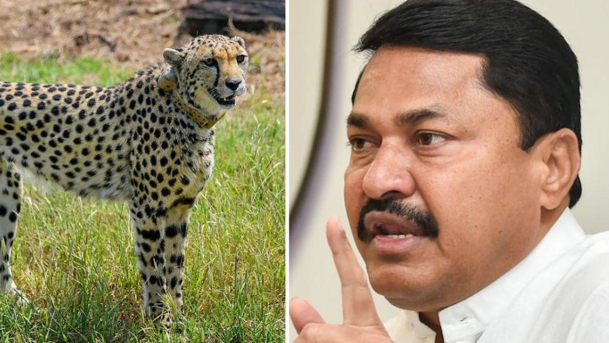 'Cheetahs from Nigeria' got Lumpy Virus to India, says Congress leader