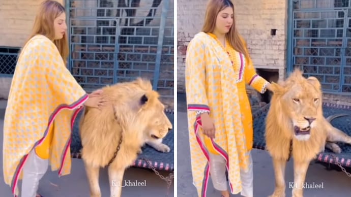 Woman pets lion in viral video. Internet is really very angry