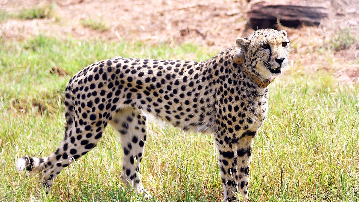 African cheetahs at Kuno National Park kill cheetal, make history - Vimarsana News