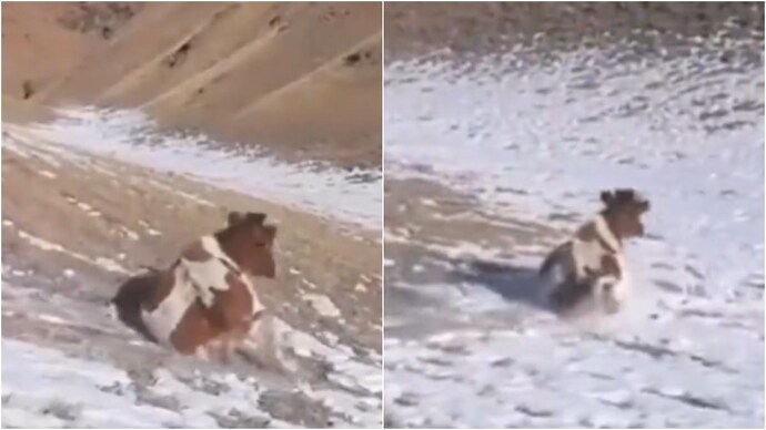 Cow slides down snowy path in viral video. Cow slides down snowy path in viral video.