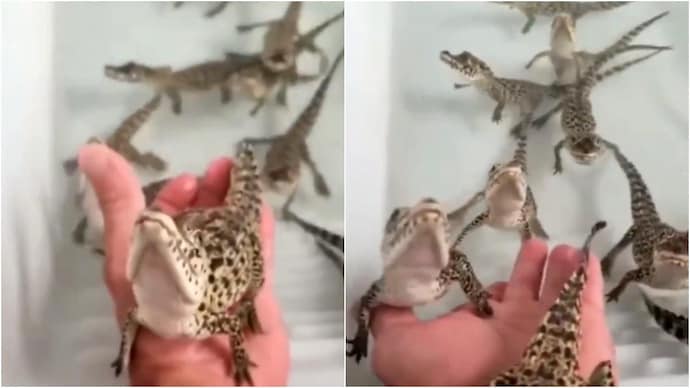 This video of sounds made by baby crocodiles will simply melt your heart. Viral - India Today This video of sounds made by baby crocodiles will simply melt your heart. Viral - India Today