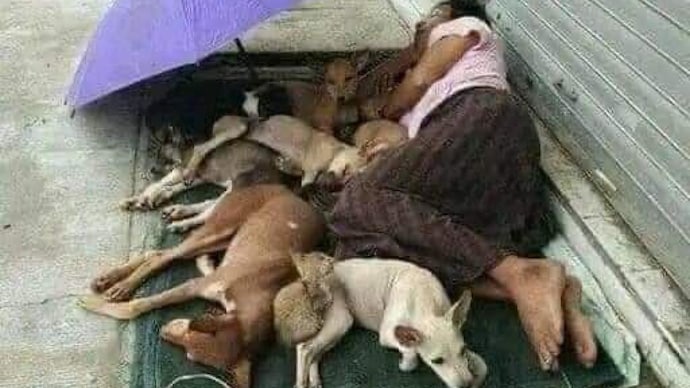 IFS officer shares pic of homeless man sharing his mattress with stray dogs. (Image courtesy: Twitter) IFS officer shares pic of homeless man sharing his mattress with stray dogs. (Image courtesy: Twitter)