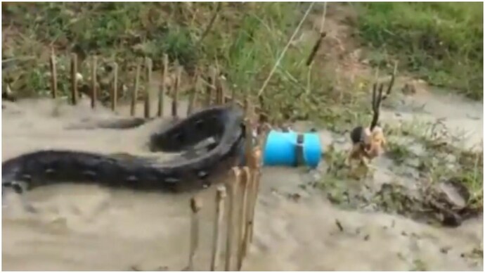 This video of a python trap using a live chicken will send a chill down ...