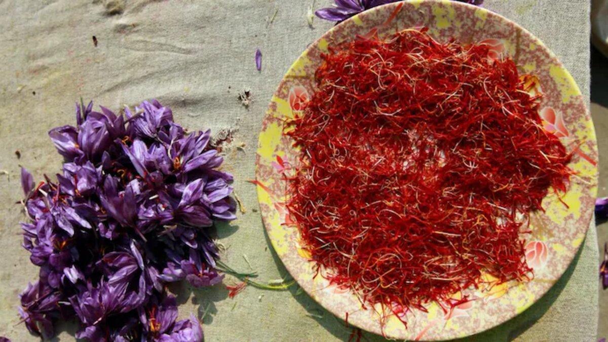 GI tagged Kashmiri Saffron Will Boost Prominence End Adulteration In GI tagged Kashmiri Saffron Will Boost Prominence End Adulteration In