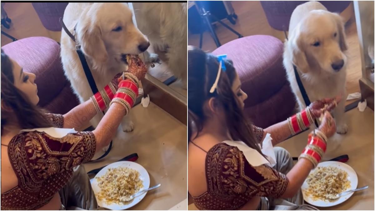 Desi bride takes a break while getting dressed to feed her pet dog