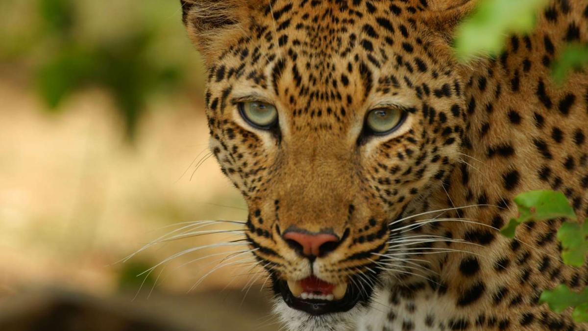 Caught on Cam: Leopard, cub spotted in Punjab's Pathankot - Vimarsana News