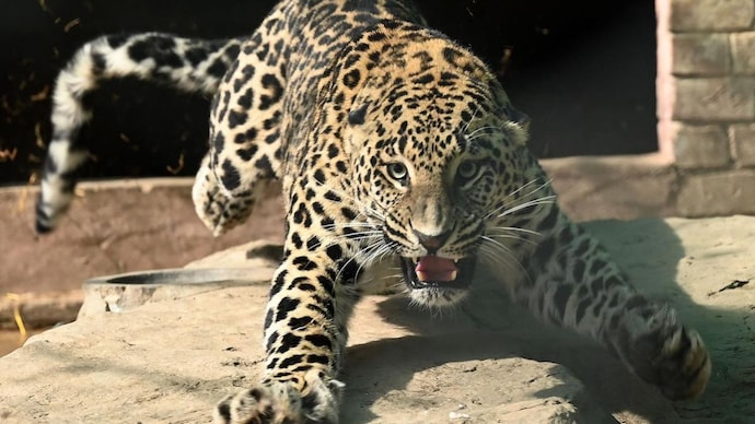The girl was going to the temple when she was attacked by a leopard. (Representational Image) Girl killed in leopard attack in Uttar Pradesh's Bijnor