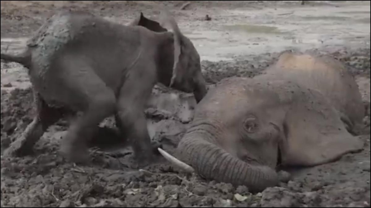 Baby elephant refuses to leave mother's side after she fell into muddy pit, rescued later - India Today