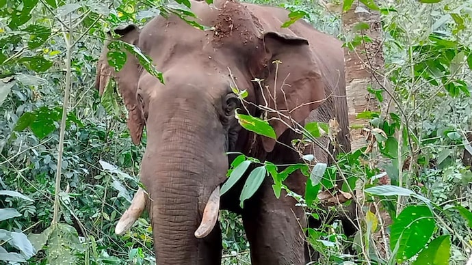 Wild tusker that killed 2 in Karnataka's village captured on Thursday - India Today