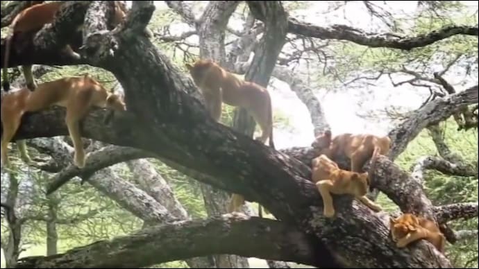 Kiren Rijiju shares rare video of lionesses sitting on trees on World Wildlife Day. Watch - India Today