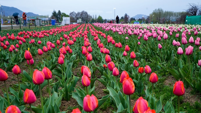 Asia's largest tulip garden in Srinagar is now open for public. All details - India Today