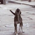stray_dogs-sixteen_nine.jpg stray_dogs-sixteen_nine.jpg
