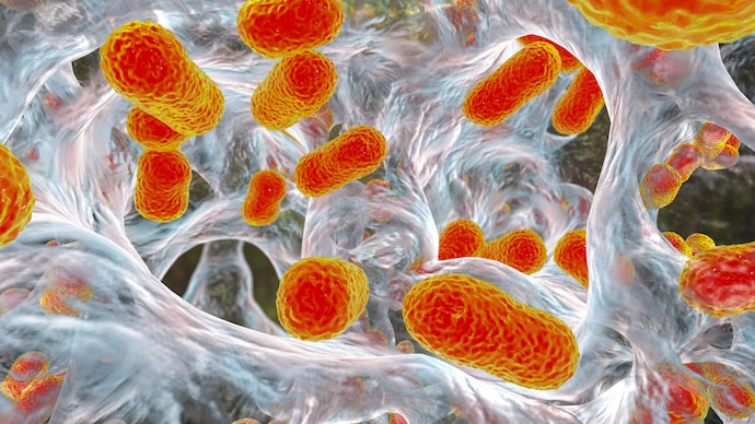 The new drug has been identified from a catalogue of 7,000 potential drug compounds. (Photo: Getty) Bacteria