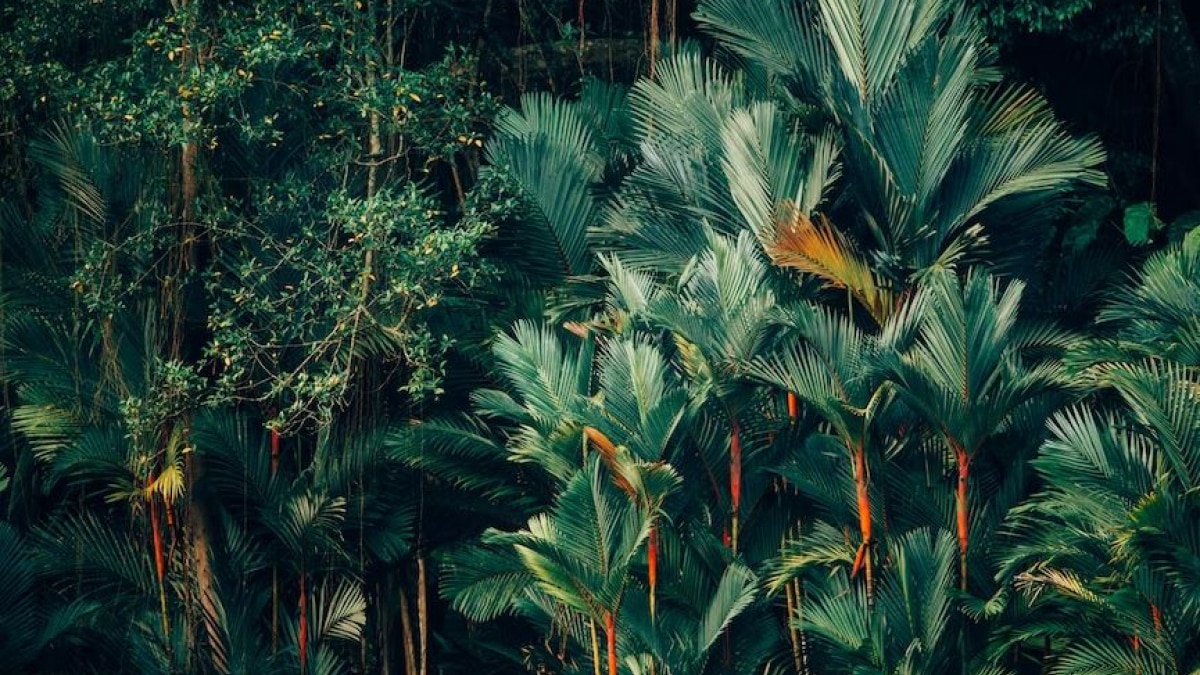 International Day of the Tropics 2023: History, significance and all you need to know - India Today