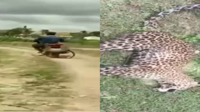 leopard cub tied to motorcycle karnataka