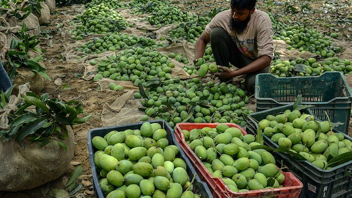 Mango jam in UP: Why the king of fruits lost its charm this season - India Today