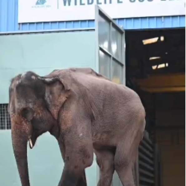 Two injured elephants rewrite their stories in friendship with Wildlife SOS  - India Today