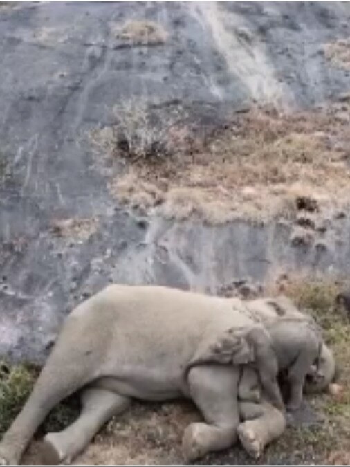 Watch: Rescued baby elephant snuggles with mother in new viral video from Tamil Nadu - India Today