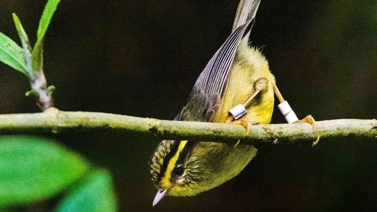 Yellow throated fulvetta