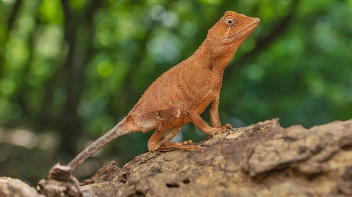 New species of kangaroo lizard discovered in Kerala. No, it doesn't have a pouch- JUNGLE TAK