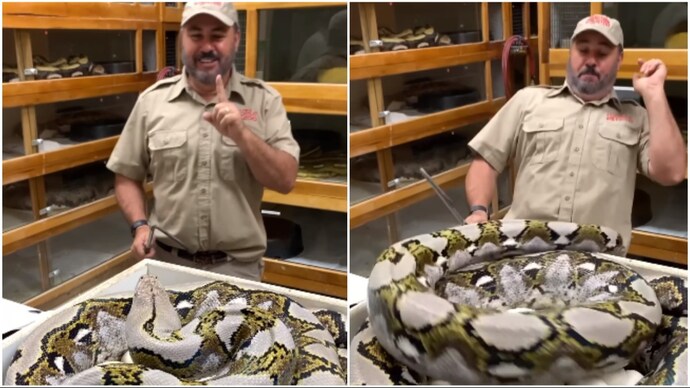 Mother python tries to strike at zookeeper in scary viral video - India ...