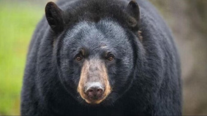 Black bear in Santa Rosa Beach in Florida receives unwanted attention.