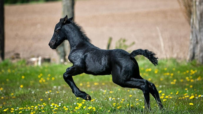 horse emotional intelligence Horse Emotional Intelligence Explained