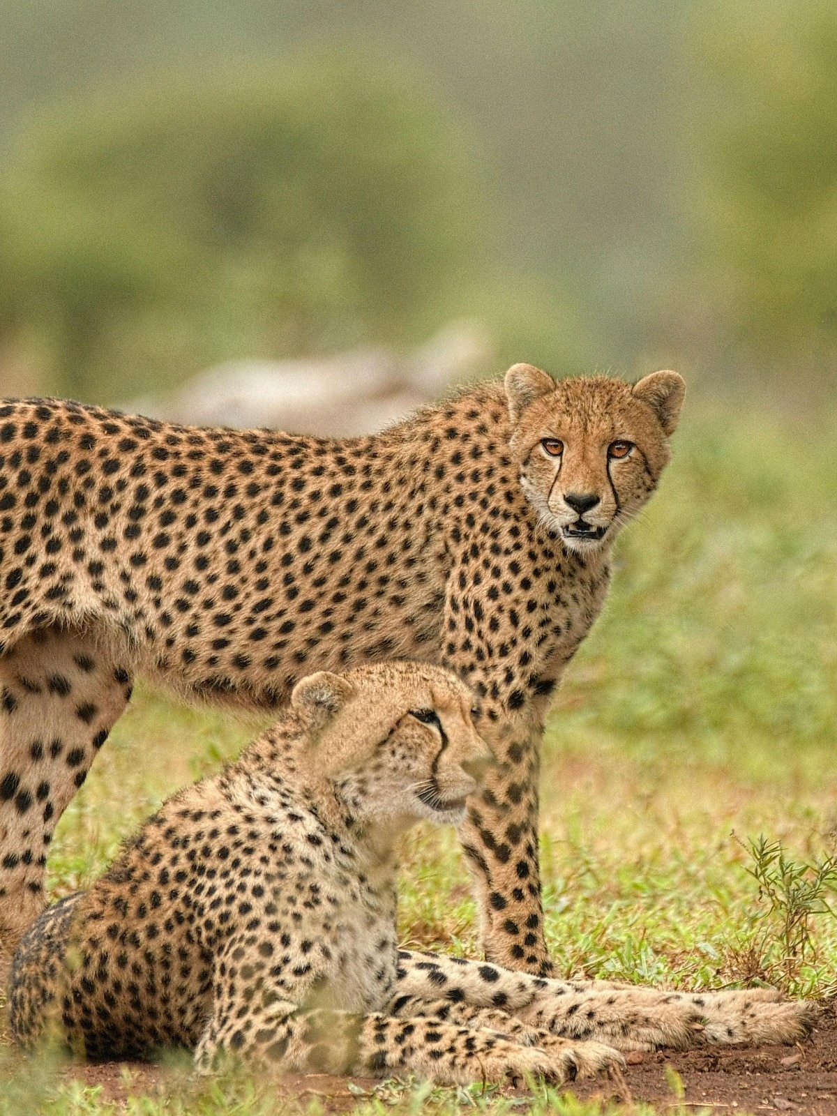 चीता संरक्षण की ओर बढ़ाएं कदम, जानें International Cheetah Day 2026 का इतिहास और महत्व 4 representational image 265419504
