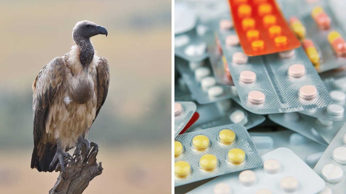 Animal painkiller nimesulide banned after poisoning seen in vultures