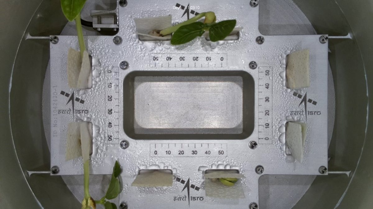 Leaves have emerged! Isro's plant experiment delivers stunning results in space