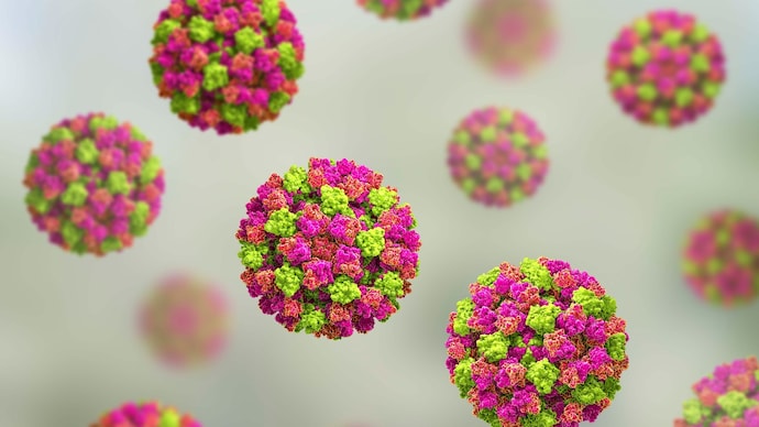 While norovirus causes acute gastroenteritis, Campylobacter jejuni bacteria are a more common cause of diarrheal illness. (Photo: Getty Images) Norovirus found in some GBS samples from Pune.