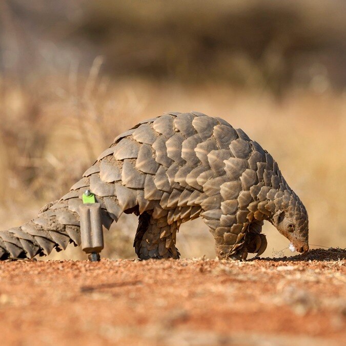 Team from Zoological Survey of India discovers new pangolin